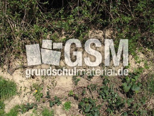 Weil am Rhein Weiler Weinweg 024.jpg
